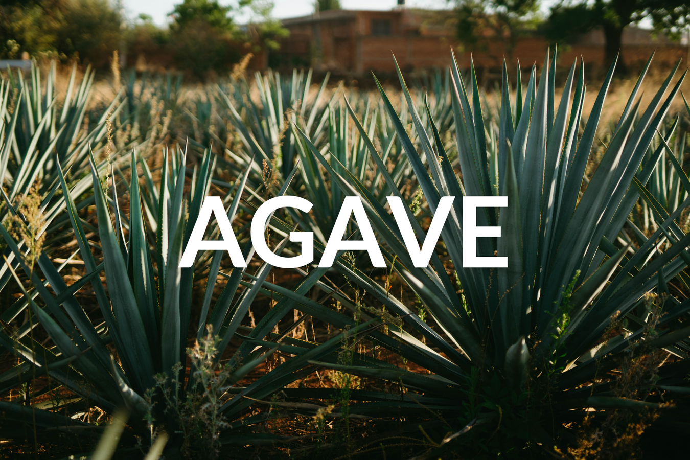 Agave