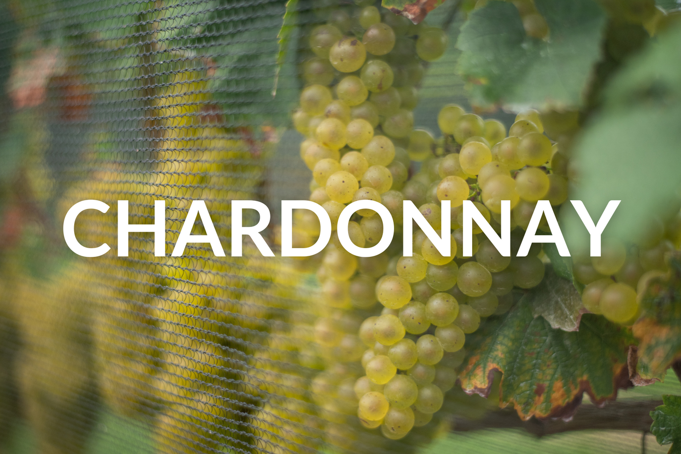 Chardonnay