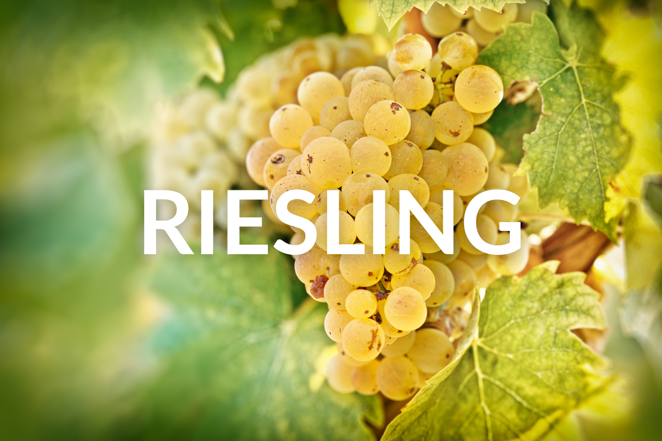 Riesling