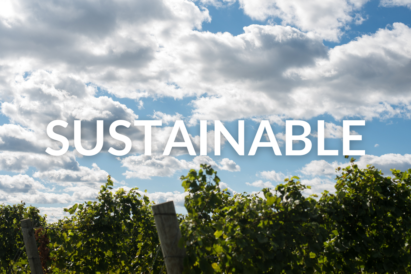 Wine and Spirits - Sustainable